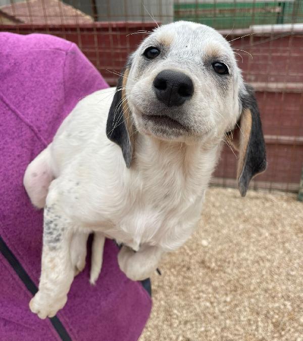 Sirya Mix Segugina Setterina